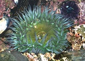 anthopleura