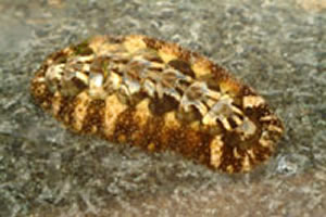 chiton2