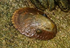 owl limpet
