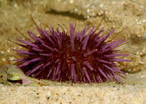 purple urchin