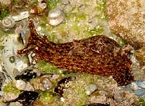 sea hare