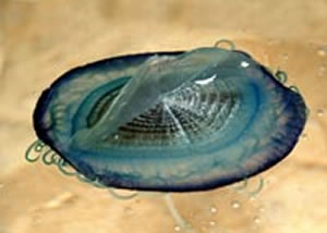 velella