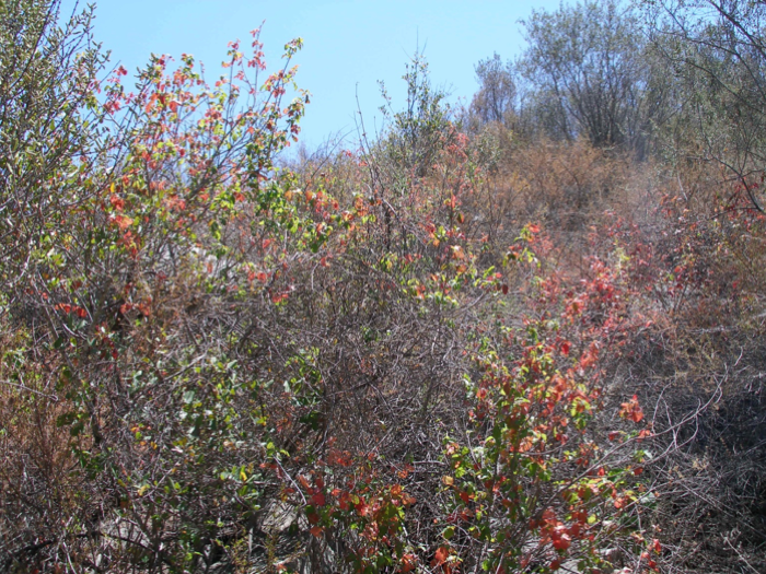 mild poison oak rash pictures. Western Poison-oak aka Pacific