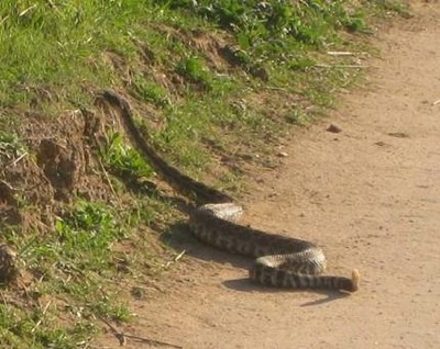 Rattlesnake