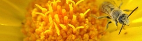 2009 Wildflower Photo Contest Winners!